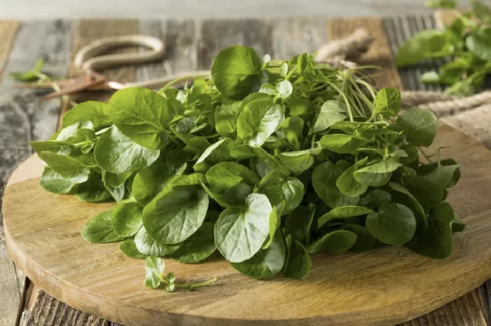 Watercress Plant